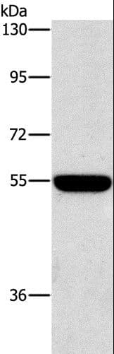 Polyclonal Rabbit anti-Human SIGLEC7 / CD328 Antibody (IHC, WB)