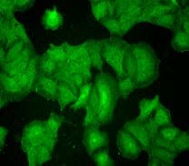 Monoclonal Mouse anti-Mouse DLG4 / PSD95 Antibody (clone 7E3-1B8, IF, WB)