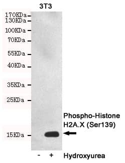 Monoclonal Mouse anti-Human H2AFX / H2AX Antibody (phospho-Ser139, WB)