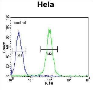 Polyclonal Rabbit anti-Human HSPA5 / GRP78 / BiP Antibody (aa541-568, IHC, WB)