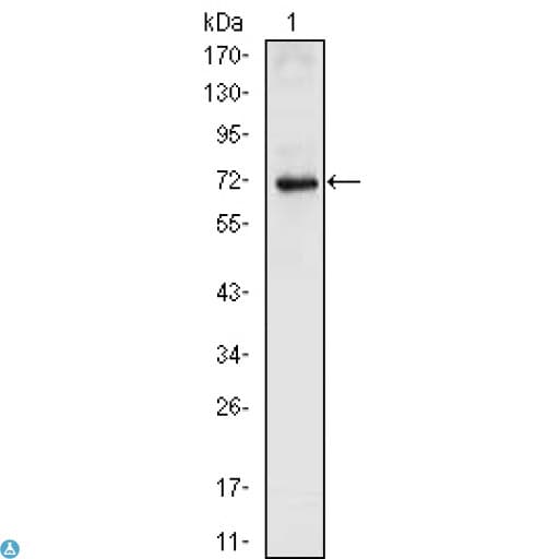 NKX2-5 Antibody