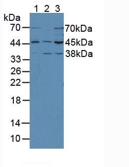 MAP2K2 / MKK2 / MEK2 Antibody (aa44-313)