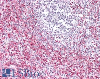 IHC-plus™ HERC6 Antibody