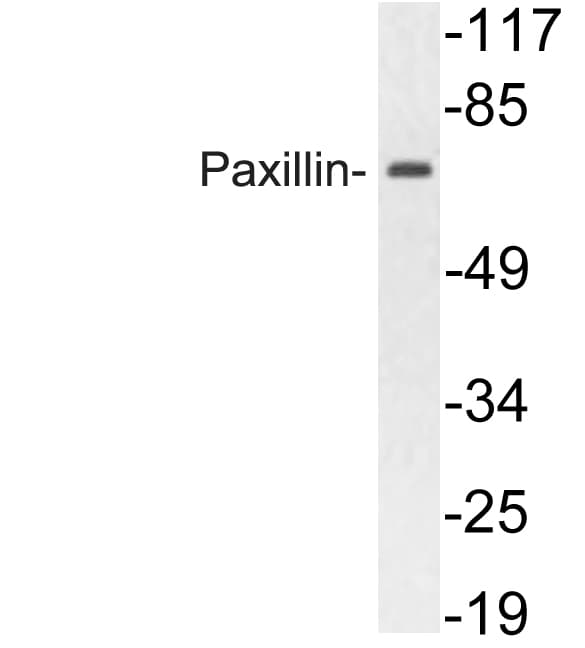 PXN / Paxillin Antibody (Gln82)