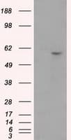 CYP1A2 Antibody (clone OTI1H3)