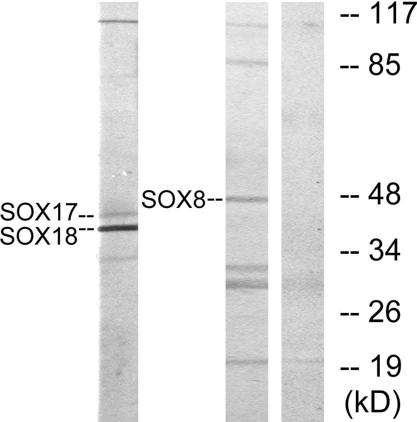Sox8+9+17+18 Antibody