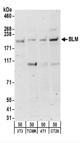Polyclonal Rabbit anti-Human BLM Antibody (aa1375-C-term, WB)