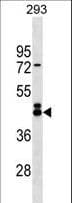 CRACR2A / EFCAB4B Antibody (aa48-74)