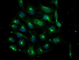 ATG3 Antibody (clone OTI3H2)