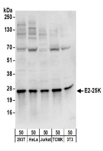 Polyclonal Rabbit anti-Human UBE2K / LIG Antibody (aa150-200, WB)