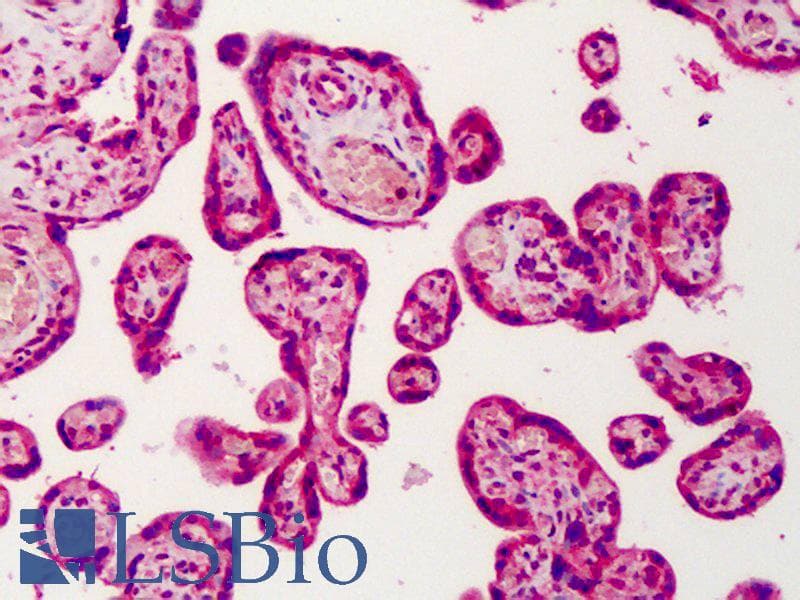 IHC-plus™ GNAS Antibody