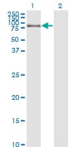 DBF4 Antibody (clone 6G9)