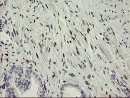 RBPMS / Hermes Antibody (clone OTI2G10, Carrier-free)