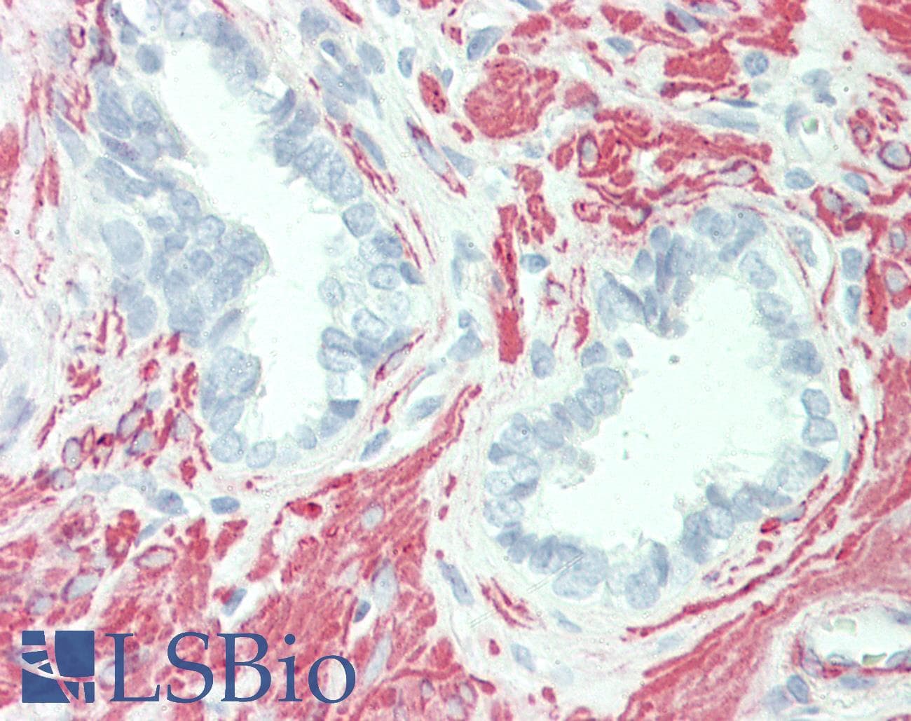 PathPlus™ Actin Antibody