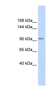 KCTD19 Antibody (aa36-85)