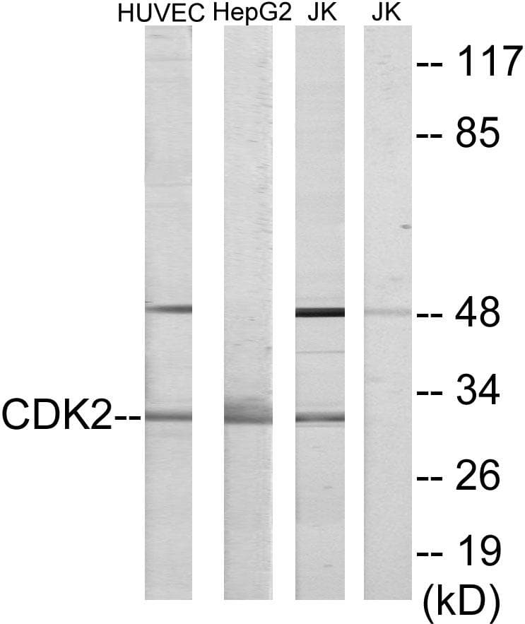 CDK2 Antibody