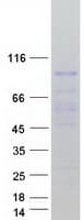 Human HIWI2 / PIWIL4 Protein (Recombinant Myc-DDK (Flag))