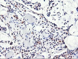 NLN / Neurolysin Antibody (clone OTI3A12)