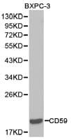 CD59 Antibody