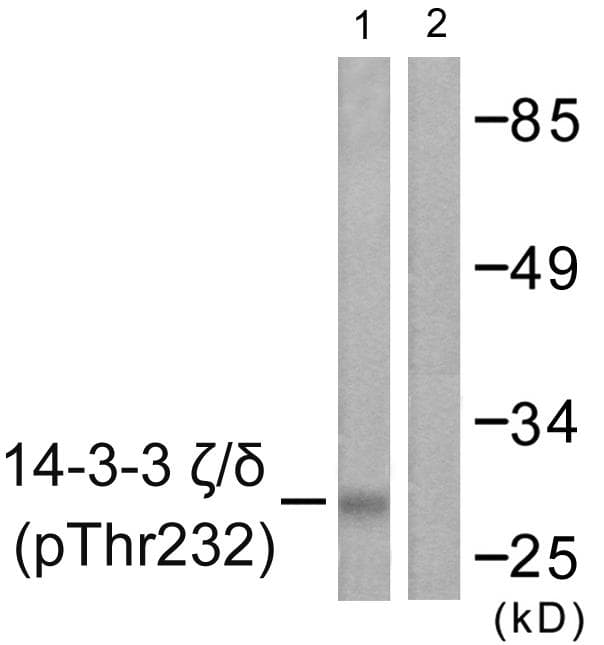YWHAZ / 14-3-3 Zeta Antibody (phospho-Thr232)