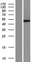 SCRN3 Protein (Over-Expression Lysate Myc-DDK (Flag))