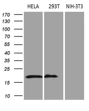 p16INK4a / CDKN2A Antibody (clone OTI4H4, Carrier-free)