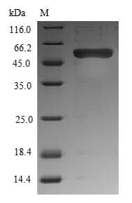 Xenopus laevis wnt8 / Protein Wnt-8 (Recombinant 6His-B2M, N-terminus)