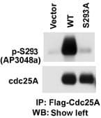 Polyclonal Rabbit anti-Human CDC25A Antibody (phospho-Ser293, IHC, WB)