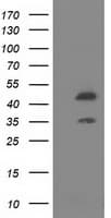 SLFNL1 Antibody (clone OTI2E9)