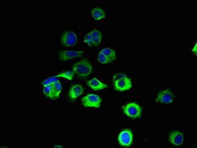 KF1 / RNF103 Antibody