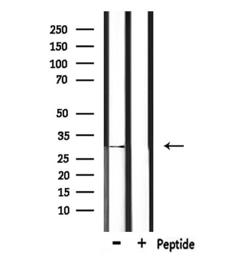 IL-33 Antibody