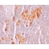 NLRX1 Antibody