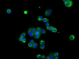 Basigin / Emmprin / CD147 Antibody (clone OTI9H5)