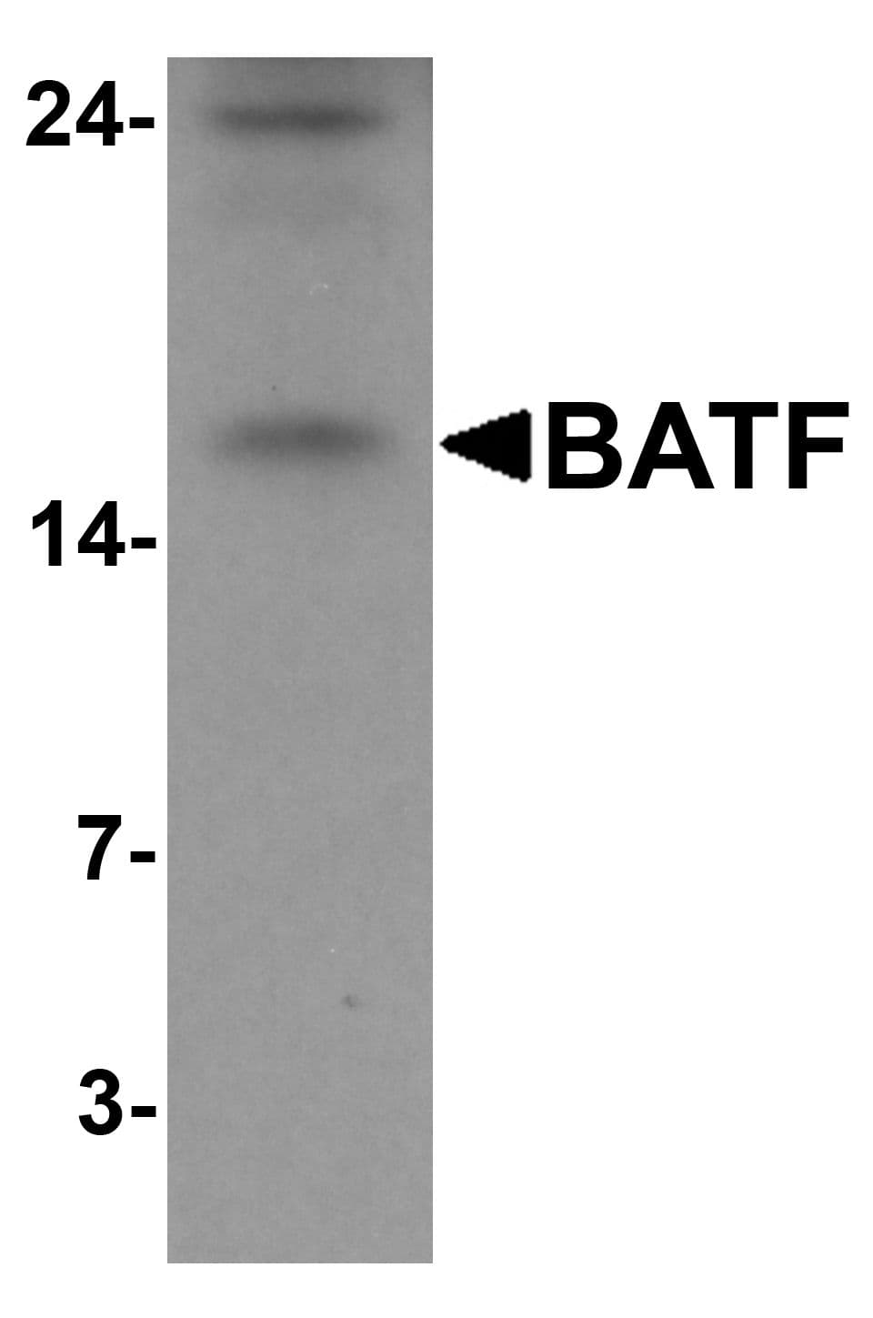 Polyclonal Rabbit anti-Human BATF Antibody (IF, WB)