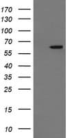 CCT8L2 Antibody (clone OTI1D12)