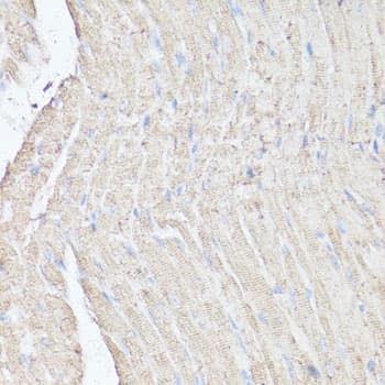 MTOR Antibody