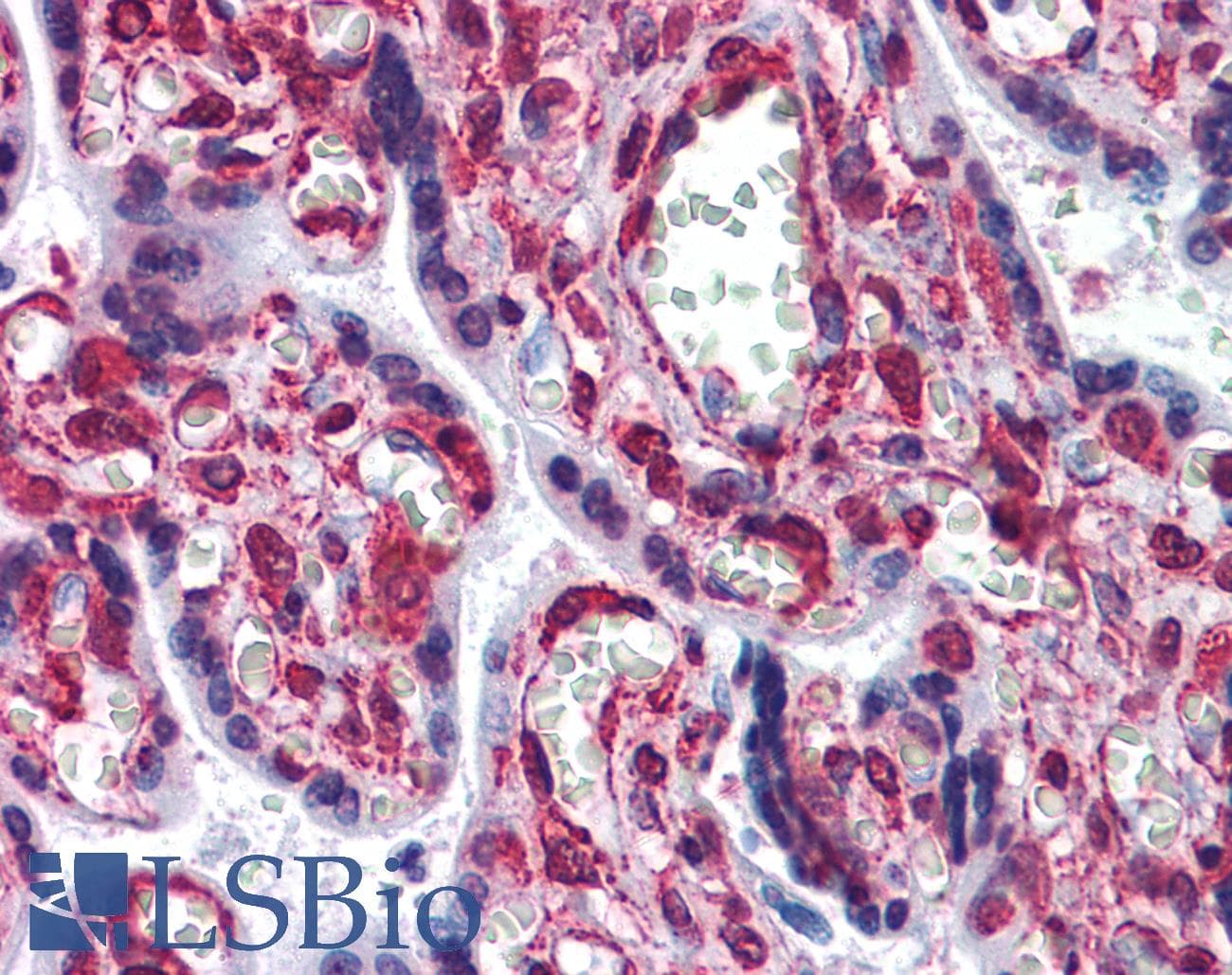 IHC-plus™ CYTH1 / Cytohesin-1 Antibody (clone 1D6)