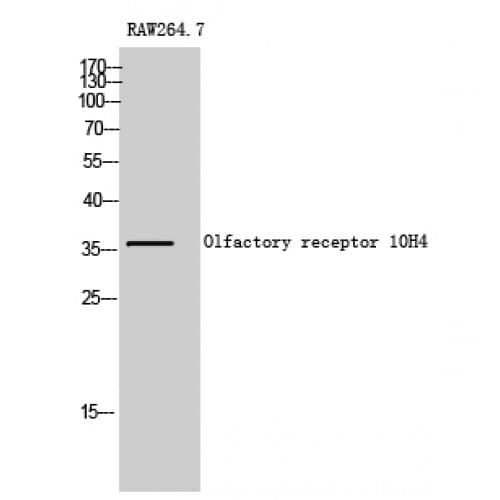 OR10H4 Antibody (130-210 aa, Internal)