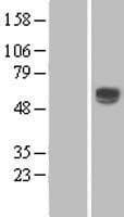 ENTPD2 Protein (Over-Expression Lysate Myc-DDK (Flag))