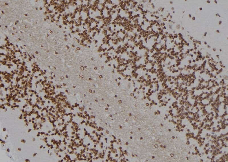 HOXC8 Antibody
