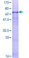 Human HTR1A / 5-HT1A Receptor Protein (Recombinant GST)