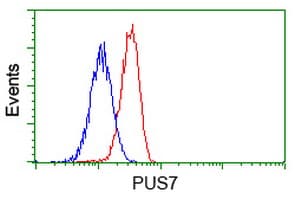 PUS7 Antibody (clone OTI4H5)