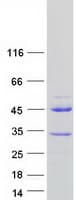 Human PRR20A Protein (Recombinant Myc-DDK (Flag))