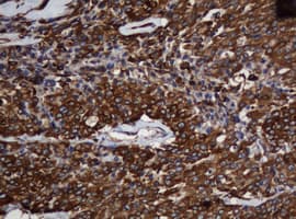 SCFD1 / SLY1 Antibody (clone OTI1F4, Carrier-free)