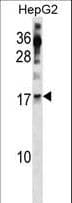 POLR2H / RPB8 Antibody (aa59-87)