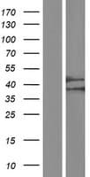 CBWD1 Protein (Over-Expression Lysate Myc-DDK (Flag))