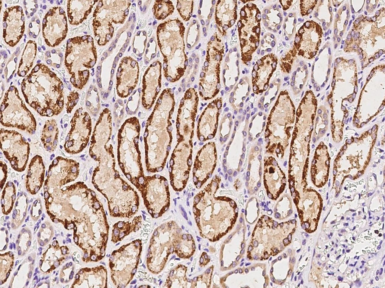 Polyclonal Rabbit anti-Human GLYAT Antibody (IHC)