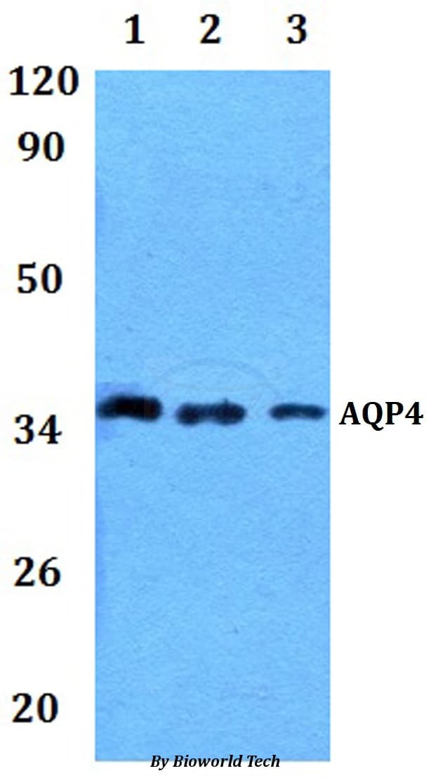 AQP4 / Aquaporin 4 Antibody