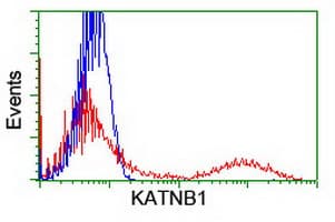 KATNB1 Antibody (clone OTI5C4, Carrier-free)