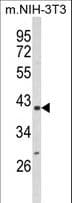 PPID / Cyclophilin D Antibody (aa85-115)